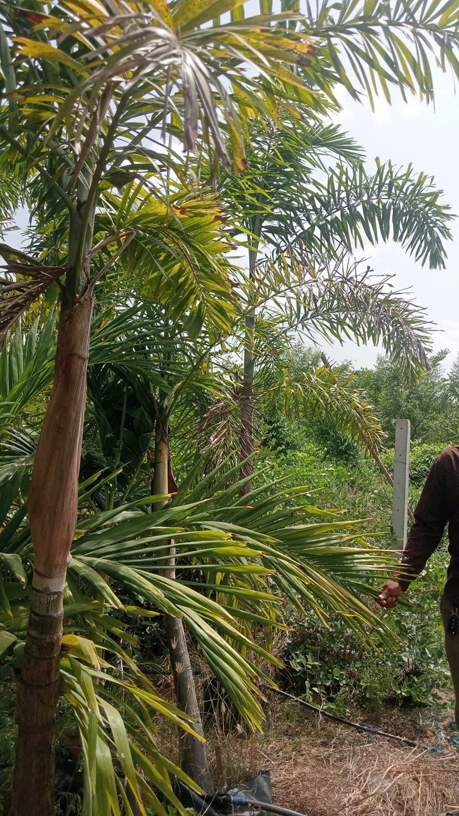 VICHIYA PALM